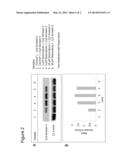 CELL BINDING ASSAY diagram and image