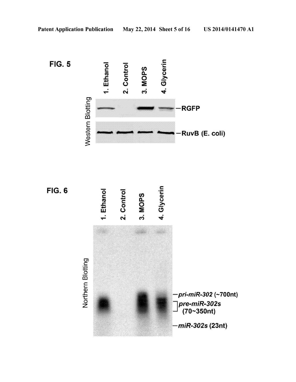 PRODUCTION AND EXTRACTION OF MicroRNA PRECURSOR AS DRUG FOR CANCER THERAPY - diagram, schematic, and image 06