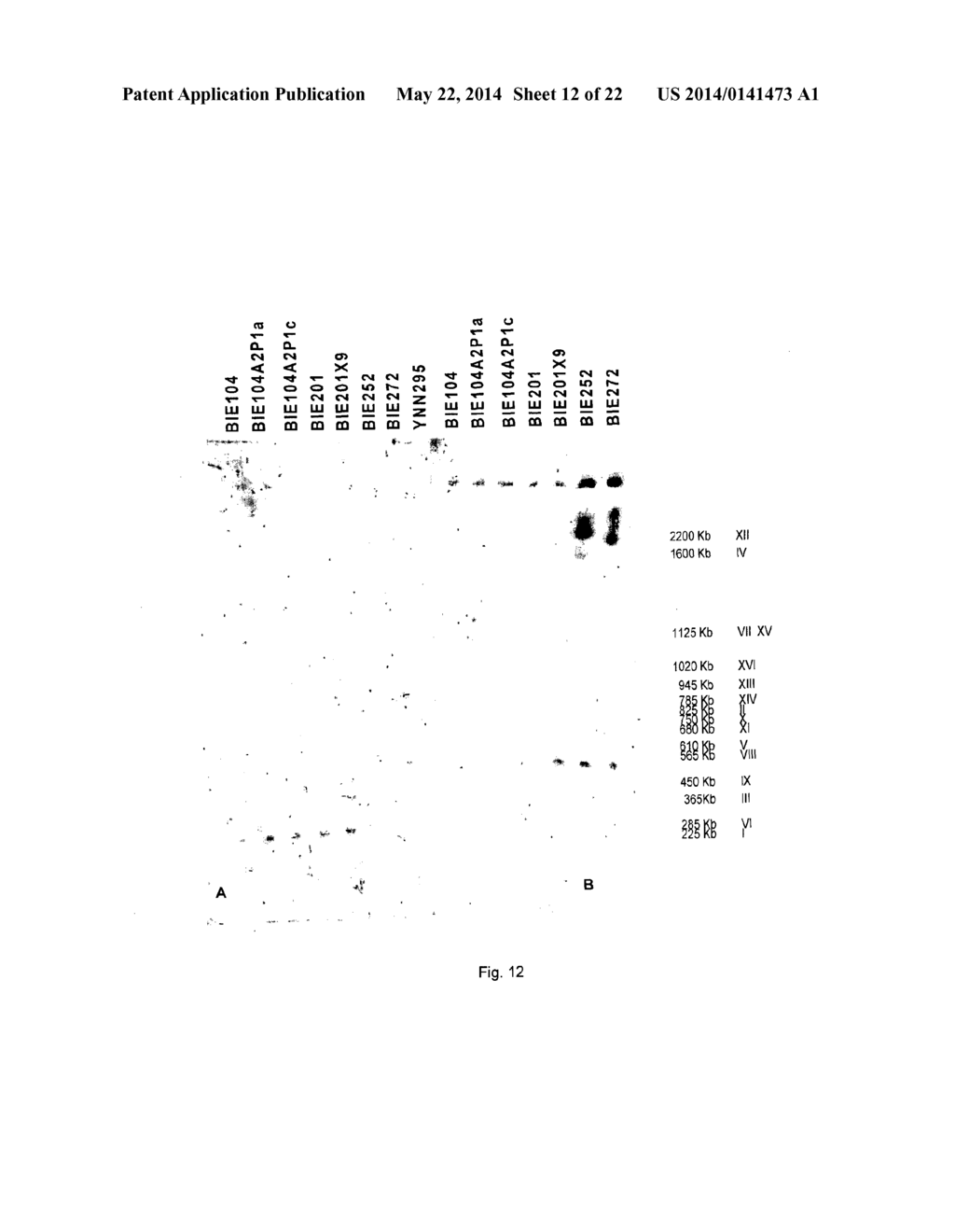 YEAST CELL CAPABLE OF CONVERTING SUGARS INCLUDING ARABINOSE AND XLOSE - diagram, schematic, and image 13