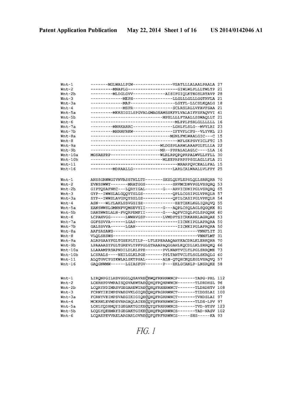 NOVEL WNT COMPOSITIONS AND THERAPEUTIC USES OF SUCH COMPOSITIONS - diagram, schematic, and image 02