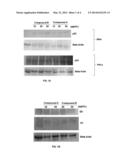 COMPOUNDS FOR THE TREATMENT OF CANCERS ASSOCIATED WITH HUMAN     PAPILLOMAVIRUS diagram and image