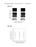 DIRECT ECHO PARTICLE IMAGE VELOCIMETRY FLOW VECTOR MAPPING ON ULTRASOUND     DICOM IMAGES diagram and image