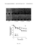 STABILIZED NANOBUBBLES FOR DIAGNOSTIC AND THERAPEUTIC APPLICATIONS diagram and image