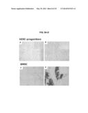 COMPOSITIONS AND METHODS FOR FORMATION OF BONE TISSUE diagram and image