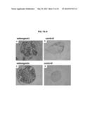 COMPOSITIONS AND METHODS FOR FORMATION OF BONE TISSUE diagram and image