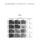 COMPOSITIONS AND METHODS FOR FORMATION OF BONE TISSUE diagram and image