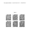 COMPOSITIONS AND METHODS FOR FORMATION OF BONE TISSUE diagram and image