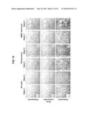 COMPOSITIONS AND METHODS FOR FORMATION OF BONE TISSUE diagram and image