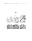 COMPOSITIONS AND METHODS FOR FORMATION OF BONE TISSUE diagram and image