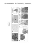 COMPOSITIONS AND METHODS FOR FORMATION OF BONE TISSUE diagram and image