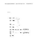 C1Q/TNF-RELATED PROTEIN 12 AND COMPOSITIONS AND METHODS OF USING SAME diagram and image