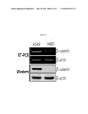 PHARMACEUTICAL COMPOSITION CONTAINING FIBULIN-3 PROTEIN AS AN ACTIVE     INGREDIENT FOR INHIBITING THE GROWTH OF CANCER STEM CELLS diagram and image