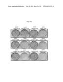 PHARMACEUTICAL COMPOSITION CONTAINING FIBULIN-3 PROTEIN AS AN ACTIVE     INGREDIENT FOR INHIBITING THE GROWTH OF CANCER STEM CELLS diagram and image