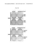 PHARMACEUTICAL COMPOSITION CONTAINING FIBULIN-3 PROTEIN AS AN ACTIVE     INGREDIENT FOR INHIBITING THE GROWTH OF CANCER STEM CELLS diagram and image