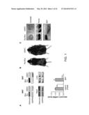 Compositions and Methods for Modulating Desnutrin-Mediated Adipocyte     Lipolysis diagram and image