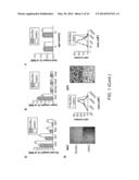 Compositions and Methods for Modulating Desnutrin-Mediated Adipocyte     Lipolysis diagram and image