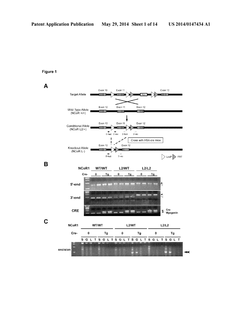 NCoR1 is a Physiological Modulator of Muscle Mass and Oxidative Function - diagram, schematic, and image 02