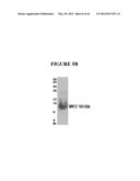 FUSION PEPTIDE COMPRISING dhFas-1 DOMAIN AND MMP SUBSTRATE AND USE THEREOF     FOR PREVENTING AND TREATING RHEUMATOID ARTHRITIS diagram and image