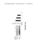 FUSION PEPTIDE COMPRISING dhFas-1 DOMAIN AND MMP SUBSTRATE AND USE THEREOF     FOR PREVENTING AND TREATING RHEUMATOID ARTHRITIS diagram and image