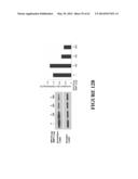 FUSION PEPTIDE COMPRISING dhFas-1 DOMAIN AND MMP SUBSTRATE AND USE THEREOF     FOR PREVENTING AND TREATING RHEUMATOID ARTHRITIS diagram and image