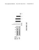 FUSION PEPTIDE COMPRISING dhFas-1 DOMAIN AND MMP SUBSTRATE AND USE THEREOF     FOR PREVENTING AND TREATING RHEUMATOID ARTHRITIS diagram and image