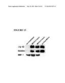 FUSION PEPTIDE COMPRISING dhFas-1 DOMAIN AND MMP SUBSTRATE AND USE THEREOF     FOR PREVENTING AND TREATING RHEUMATOID ARTHRITIS diagram and image