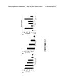 FUSION PEPTIDE COMPRISING dhFas-1 DOMAIN AND MMP SUBSTRATE AND USE THEREOF     FOR PREVENTING AND TREATING RHEUMATOID ARTHRITIS diagram and image