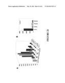 FUSION PEPTIDE COMPRISING dhFas-1 DOMAIN AND MMP SUBSTRATE AND USE THEREOF     FOR PREVENTING AND TREATING RHEUMATOID ARTHRITIS diagram and image