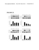 FUSION PEPTIDE COMPRISING dhFas-1 DOMAIN AND MMP SUBSTRATE AND USE THEREOF     FOR PREVENTING AND TREATING RHEUMATOID ARTHRITIS diagram and image