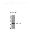 FUSION PEPTIDE COMPRISING dhFas-1 DOMAIN AND MMP SUBSTRATE AND USE THEREOF     FOR PREVENTING AND TREATING RHEUMATOID ARTHRITIS diagram and image