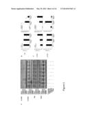 COMPOSITIONS AND METHODS FOR TREATMENT OF HEMATOLOGICAL MALIGNANCIES diagram and image