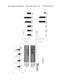 COMPOSITIONS AND METHODS FOR TREATMENT OF HEMATOLOGICAL MALIGNANCIES diagram and image