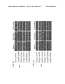 MARKERS TO IDENTIFY PRIMARY CELLS FROM TUMOR BIOPSIES diagram and image