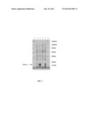 GENETICALLY MODIFIED PHAGE AND USE THEREOF diagram and image