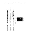 HOMOZYGOUS AND HETEROZYGOUS IDH1 GENE-DEFECTIVE CELL LINES DERIVED FROM     HUMAN COLORECTAL CELLS diagram and image