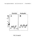 NUCLEIC ACIDS ENCODING BIOLOGICALLY ACTIVE POLYPEPTIDES DERIVED FROM A     NOVEL EARLY STAGE PREGNANCY FACTOR DESIGNATED MATERNIN (MA) diagram and image