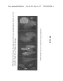 NUCLEIC ACIDS ENCODING BIOLOGICALLY ACTIVE POLYPEPTIDES DERIVED FROM A     NOVEL EARLY STAGE PREGNANCY FACTOR DESIGNATED MATERNIN (MA) diagram and image