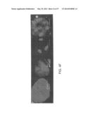 NUCLEIC ACIDS ENCODING BIOLOGICALLY ACTIVE POLYPEPTIDES DERIVED FROM A     NOVEL EARLY STAGE PREGNANCY FACTOR DESIGNATED MATERNIN (MA) diagram and image