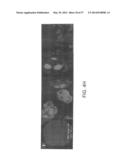 NUCLEIC ACIDS ENCODING BIOLOGICALLY ACTIVE POLYPEPTIDES DERIVED FROM A     NOVEL EARLY STAGE PREGNANCY FACTOR DESIGNATED MATERNIN (MA) diagram and image