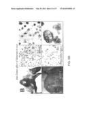 NUCLEIC ACIDS ENCODING BIOLOGICALLY ACTIVE POLYPEPTIDES DERIVED FROM A     NOVEL EARLY STAGE PREGNANCY FACTOR DESIGNATED MATERNIN (MA) diagram and image