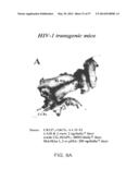 NUCLEIC ACIDS ENCODING BIOLOGICALLY ACTIVE POLYPEPTIDES DERIVED FROM A     NOVEL EARLY STAGE PREGNANCY FACTOR DESIGNATED MATERNIN (MA) diagram and image