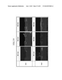 LIQUID CRYSTAL DISPLAY AND MANUFACTURING METHOD THEREOF diagram and image