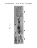 ERYTHROPOIETIN AND FIBRONECTIN COMPOSITIONS FOR THERAPEUTIC AND COSMETIC     APPLICATIONS diagram and image