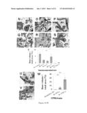 Methods and Compositions for Improved Tissue Regeneration by Suppression     of Interferon-Gamma and Tumor Necrosis Factor-Alpha diagram and image