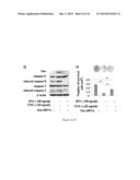 Methods and Compositions for Improved Tissue Regeneration by Suppression     of Interferon-Gamma and Tumor Necrosis Factor-Alpha diagram and image