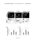 Methods and Compositions for Improved Tissue Regeneration by Suppression     of Interferon-Gamma and Tumor Necrosis Factor-Alpha diagram and image