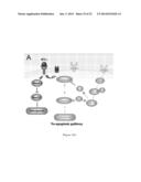 Methods and Compositions for Improved Tissue Regeneration by Suppression     of Interferon-Gamma and Tumor Necrosis Factor-Alpha diagram and image