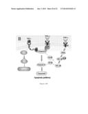 Methods and Compositions for Improved Tissue Regeneration by Suppression     of Interferon-Gamma and Tumor Necrosis Factor-Alpha diagram and image