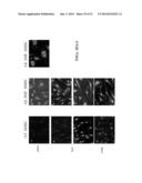 ISOLATED CELLS AND POPULATIONS COMPRISING SAME FOR THE TREATMENT OF CNS     DISEASES diagram and image