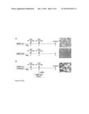 METHOD FOR COMBINED CONDITIONING AND CHEMOSELECTION IN A SINGLE CYCLE diagram and image